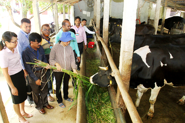 Đoàn đã tới thăm mô hình chăn nuôi bò sữa của gia đình chị Nguyễn Thị Nụ