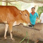Ông Trần Thế Hộ (phải) - Trưởng ấp 4, xã Vĩnh Trung thăm hộ vay vốn nuôi bò