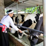 Chị Bùi Thị Thoại chăm sóc đàn bò sữa được gây dựng từ nguồn vốn tín dụng chính sách