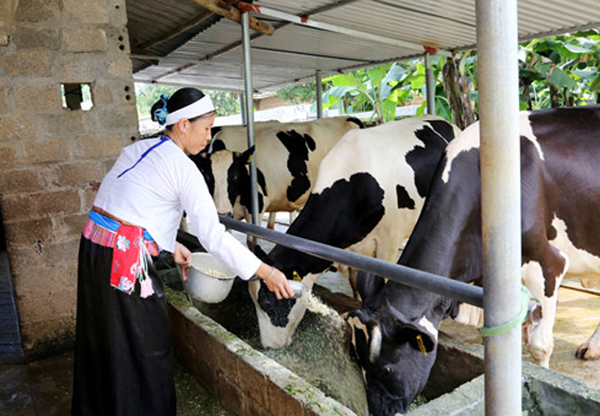Chị Bùi Thị Thoại chăm sóc đàn bò sữa được gây dựng từ nguồn vốn tín dụng chính sách