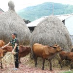 Chị Hoàng Thị Hường vay vốn chính sách mua bò về nuôi