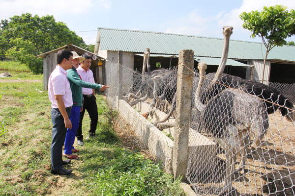 Hộ vay Nguyễn Thị Hoa đang giới thiệu mô hình nuôi đà điểu của gia đình
