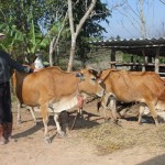 Đàn bò của người dân xã Púng Tra có được từ vốn vay NHCSXH