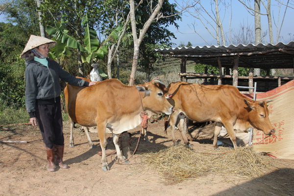 Đàn bò của người dân xã Púng Tra có được từ vốn vay NHCSXH