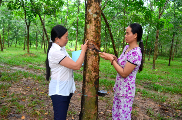 Chị Nguyễn Thị Minh Châu (phải) đang trao đổi cách khai thác mủ cao su với cán bộ địa phương