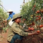 Mô hình trồng cà chua giống Thái Lan theo tiêu chuẩn VietGap của gia đình ông Lã Ngọc Chiến ở phường Nam Sơn, thành phố Hưng Yên được đầu tư từ dòng vốn tín dụng chính sách mang lại những trái ngọt, thu nhập khá cao Ảnh: Tư liệu