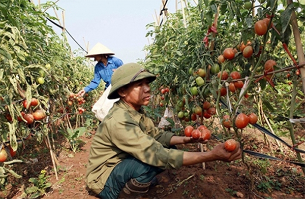Mô hình trồng cà chua giống Thái Lan theo tiêu chuẩn VietGap của gia đình ông Lã Ngọc Chiến ở phường Nam Sơn, thành phố Hưng Yên được đầu tư từ dòng vốn tín dụng chính sách mang lại những trái ngọt, thu nhập khá cao Ảnh: Tư liệu