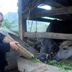 Ông Phàn Văn Toàn vay vốn ưu đãi phát triển chăn nuôi gia súc, mang lại thu nhập cao