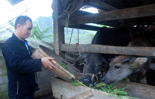 Ông Phàn Văn Toàn vay vốn ưu đãi phát triển chăn nuôi gia súc, mang lại thu nhập cao