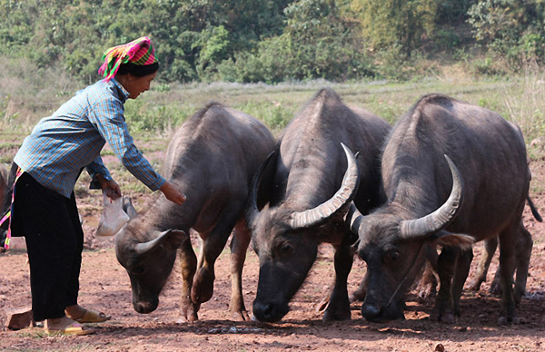 Bà con ở Đà Bắc sử dụng vốn vay ưu đãi phát triển chăn nuôi đại gia súc