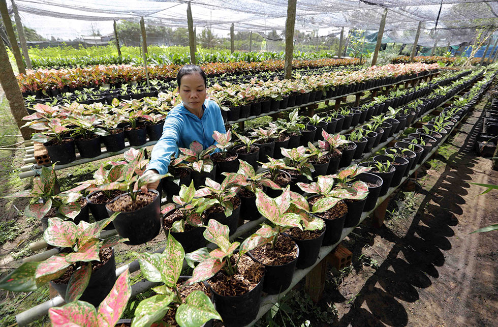 Gia đình chị Võ Thị Kim Thùy ở khóm Tân Mỹ, phường Tân Quy Đông, TP Sa Đéc vay 50 triệu đồng từ NHCSXH trồng hoa, cây cảnh, mang lại hiệu quả kinh tế cao