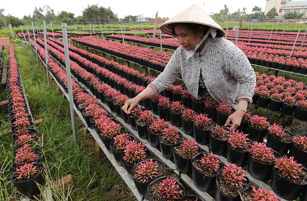 Nhiều gia đình ở các làng hoa của tỉnh Đồng Tháp giàu lên từ nghề trồng hoa, cây kiểng