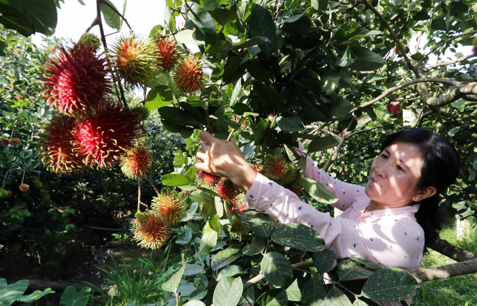 Vườn chôm chôm mỗi năm thu hàng tấn quả của gia đình anh Trần Văn Vinh ở xã Bình Hòa Phước, huyện Long Hồ có sự đóng góp không nhỏ từ vốn vay ưu đãi