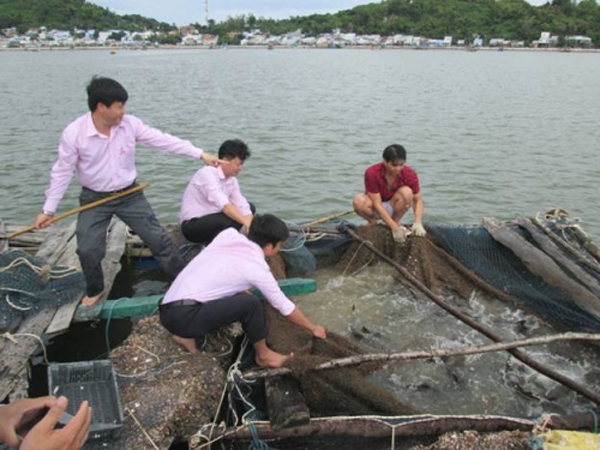 Cán bộ NHCSXH huyện Kiên Hải thăm mô hình nuôi cá lồng của ông Châu Hạnh Phúc