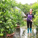 Ở Hưng Yên, Hội Phụ nữ các cấp vận động chị em mạnh dạn vay vốn chính sách đầu tư trồng cây ăn quả