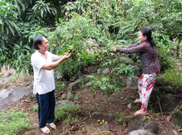 Vợ chồng ông Trịnh Xuân Hồng đang thu hoạch quả cóc để đưa vào bán trong đất liền