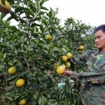 Nguồn vốn tín dụng chính sách đã giúp cho hộ nghèo của Bắc Giang có điều kiện chuyển đổi cây trồng kém hiệu quả sang trồng cam - cây đặc sản địa phương, cho hiệu quả kinh tế cao