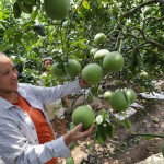 Nông dân Hưng Yên sử dụng vốn vay ưu đãi phát triển cây ăn quả đặc sản