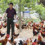 Từ mô hình nuôi gà hiện nay, anh Hoàng Văn Năm đang quyết tâm sẽ thành lập Hợp tác xã nuôi gà theo tiêu chuẩn VietGap