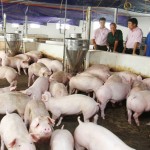 Trang trại nuôi lợn của CCB Lê Viết Hưng nhân lên từ đồng vốn chính sách