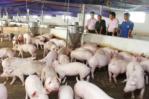 Trang trại nuôi lợn của CCB Lê Viết Hưng nhân lên từ đồng vốn chính sách