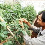 Nông dân Lâm Đồng sử dụng vốn vay ưu đãi đầu tư nhà lưới trồng cà chua cho thu nhập cao