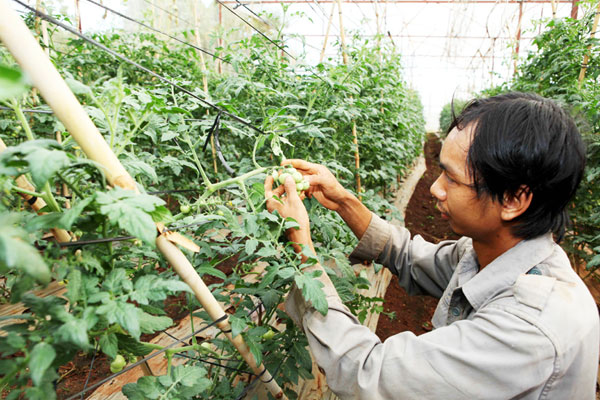 Nông dân Lâm Đồng sử dụng vốn vay ưu đãi đầu tư nhà lưới trồng cà chua cho thu nhập cao