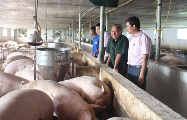 Thương binh hạng ¾ Lê Viết Hưng (thứ 2 từ phải) giới thiệu mô hình chăn nuôi lợn liên kết của gia đình