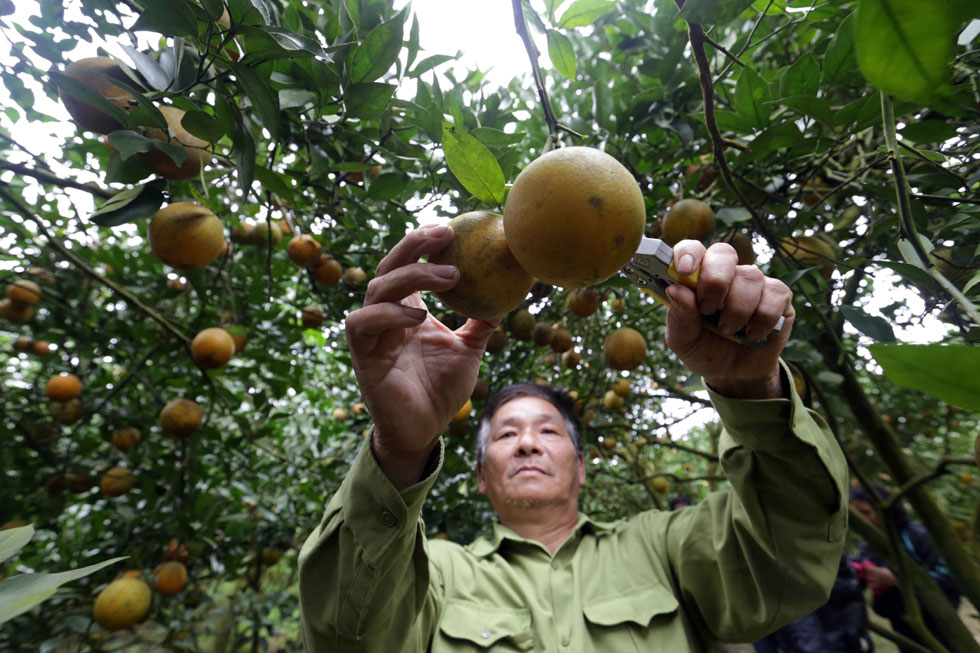 CCB Phạm Xuân Phương ở thị trấn Cao Phong vay vốn giải quyết việc làm cải tạo, chăm sóc vườn cam, mỗi năm thu hoạch hàng trăm triệu đồng, gia đình bác là điển hình cho các hội viên CCB làm kinh tế