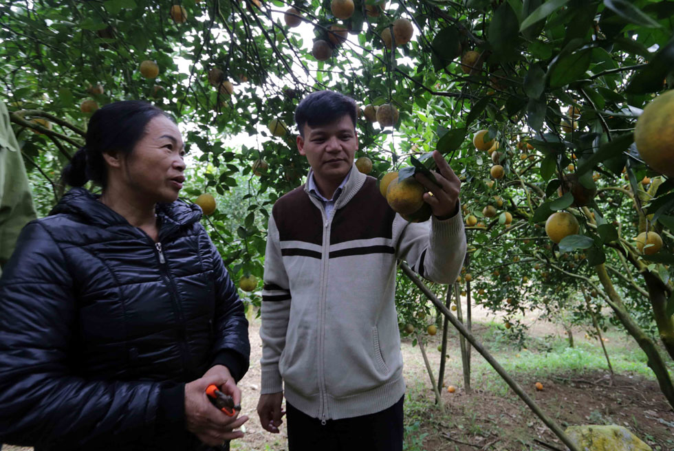 Và còn nhiều hộ gia đình trên địa bàn huyện Cao Phong đã vươn lên thoát nghèo từ việc sử dụng hiệu quả đồng vốn chính sách để đầu tư phát triển cây đặc sản của địa phương