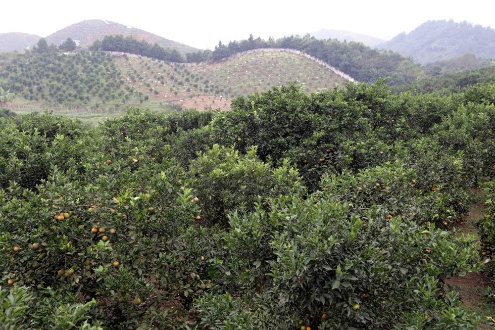 Những đồi cam, vườn bưởi sai trĩu ở Cao Phong có đóng góp không nhỏ từ vốn vay ưu đãi