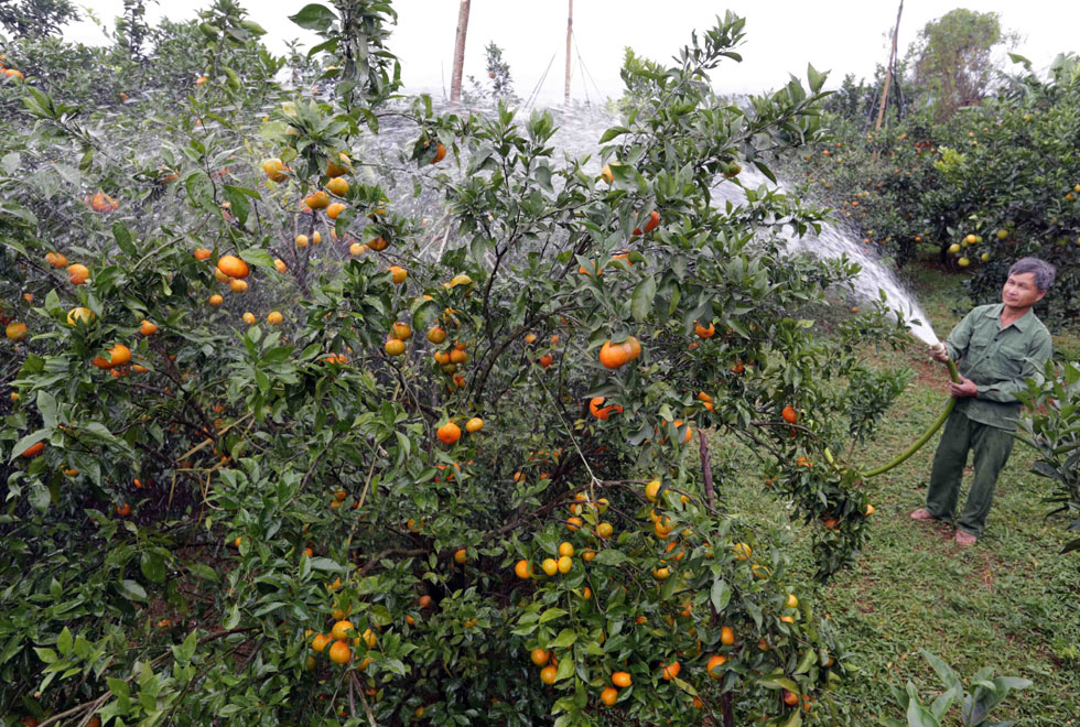 Gia đình ông Bùi Văn Chềnh ở xóm Nam Thái, xã Nam Phong, huyện Cao Phong vay 30 triệu đồng đầu tư cải tạo hơn 3000m2 đất đồi trồng cây cam, quýt