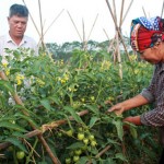 Nhờ nguồn vốn vay ưu đãi và tham gia lớp tập huấn chuyển giao kỹ thuật, vợ chồng chị Nguyễn Thị Vân ở xã Tam Giang phát triển mô hình trồng rau an toàn thu lãi cao