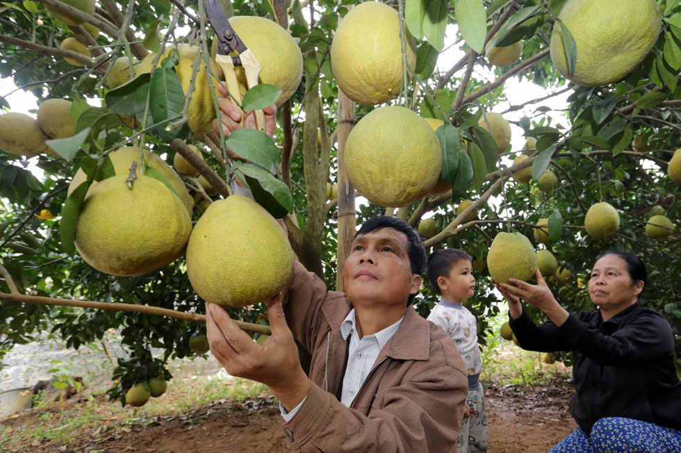 Nhờ vốn vay 30 triệu từ chương trình hộ gia đình sản xuất, kinh doanh tại vùng khó khăn, gia đình ông Bùi Thanh Hải ở xã Nam Phong, huyện Cao Phong có điều kiện cải tạo hơn 2.000m2 đất trồng bưởi giống mới mang lại hiệu quả kinh tế cao