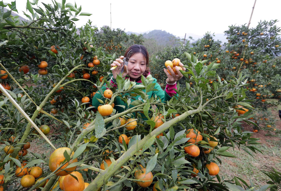 Vườn cam, quýt chĩu quả đỏ thắm nhà chị Bạch Thị Dần ở huyện Cao Phong giúp gia đình chị khấm khá hơn