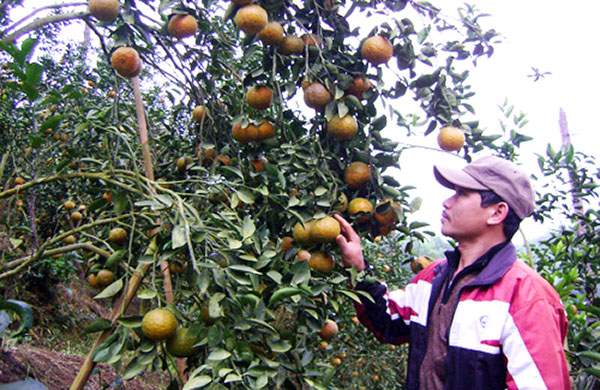 Từ nguồn vốn vay ưu đãi của NHCSXH tỉnh Tuyên Quang, nhiều hộ nghèo ở huyện Hàm Yên đã có vốn đầu tư phát triển diện tích trồng cam