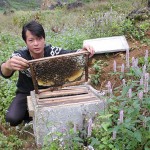 Nghề nuôi ong đang mang lại cuộc sống ấm no cho đồng bào các dân tộc tại huyện Mèo Vạc