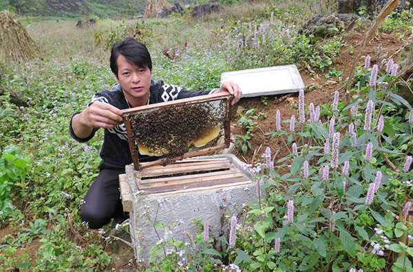 Nghề nuôi ong đang mang lại cuộc sống ấm no cho đồng bào các dân tộc tại huyện Mèo Vạc