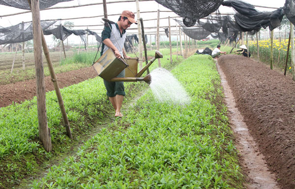 Nguồn vốn địa phương ủy thác qua NHCSXH đã giúp cho nhiều hộ nông dân có điều kiện phát triển nông nghiệp sạch với quy mô rộng lớn