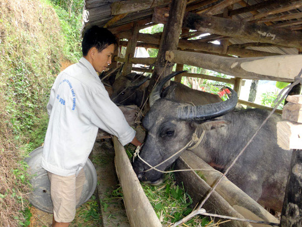 Mô hình nuôi trâu vỗ béo từ vốn vay ưu đãi của ĐVTN huyện Yên Minh