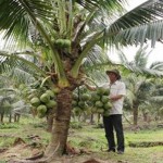 Vườn dừa trĩu quả của nông dân Trần Phú Xuân, ở xã Nghĩa Hòa, huyện Tư Nghĩa cho thu nhập kinh tế cao nhờ nguồn vốn ủy thác qua Hội ND