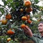 Tín dụng chính sách cùng người dân Cao Phong chuyển đổi cơ bản diện tích vườn đồi sang trồng cam, quýt, bưởi đỏ, bưởi Diễn
