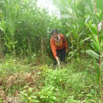 Chị Lê Thị Học đang chăm sóc rừng keo của gia đình