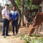 Công đoàn bộ phận NHCSXH huyện Tương Dương trao tặng bò cho hộ gia đình chị Trầm Thị Hà