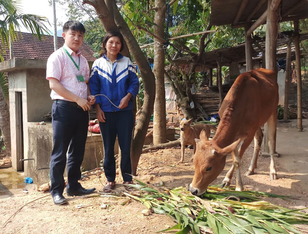 Công đoàn bộ phận NHCSXH huyện Tương Dương trao tặng bò cho hộ gia đình chị Trầm Thị Hà