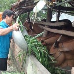 Từ nguồn vốn vay NHCSXH, nông dân Sơn Giang, huyện Sông Hinh đã phát triển chăn nuôi bò, cho hiệu quả kinh tế cao