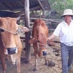 Tổ trưởng Nguyễn Thị Kim Liên chăm sóc đàn bò của gia đình