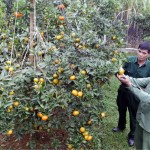 Vay 30 triệu đồng từ NHCSXH, sau 4 năm ông Bùi Văn Chềnh ở xã Nam Phong đã thu hoạch được hơn 100 triệu đồng từ vườn cam