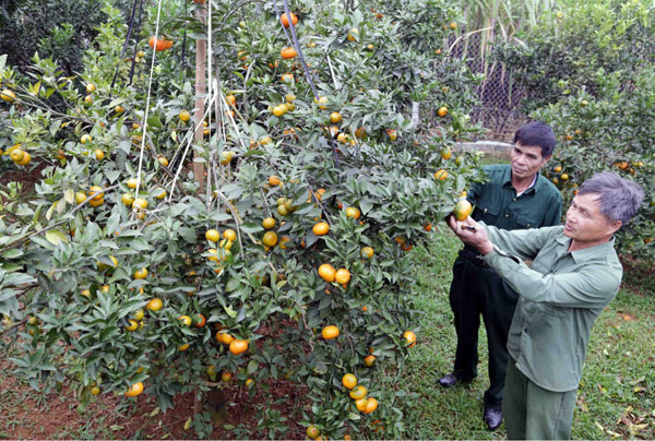 Vay 30 triệu đồng từ NHCSXH, sau 4 năm ông Bùi Văn Chềnh ở xã Nam Phong đã thu hoạch được hơn 100 triệu đồng từ vườn cam