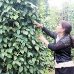 Người dân xã Đắk N’Drót được vay vốn chính sách đầu tư vào cây trồng